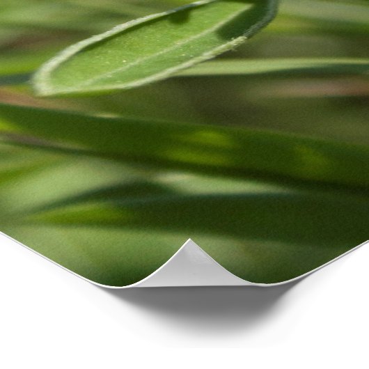 Single Bluebonnet Texas Poster (Hoek)