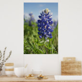 Single Bluebonnet Texas Poster (Keuken)