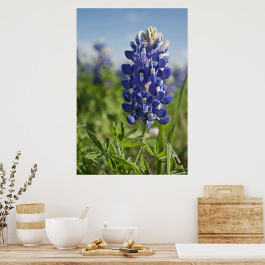 Single Bluebonnet Texas Poster (Keuken)