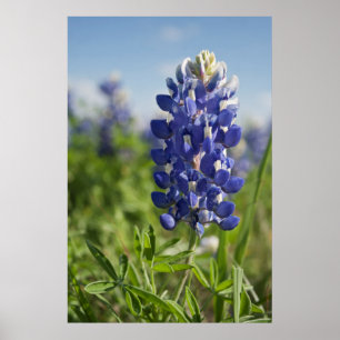 Single Bluebonnet Texas Poster