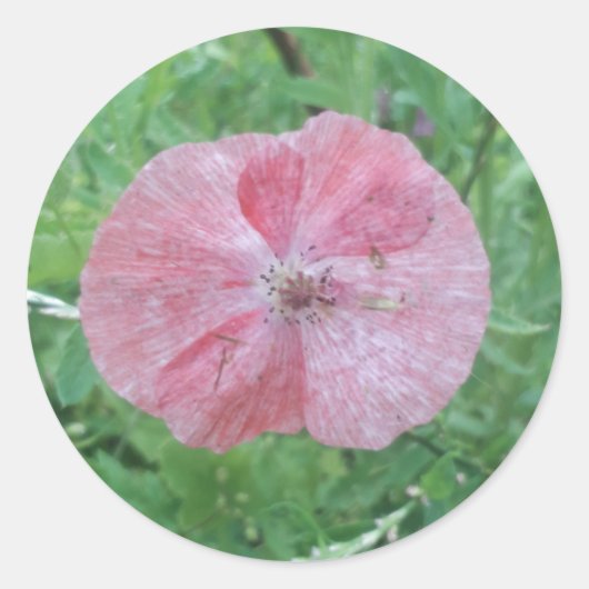 Single Bord Poppy met groene achtergrond Ronde Sticker (Voorkant)