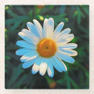 Single Bright Daisy Glazen Onderzetter