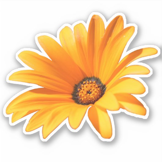 Single Bright Sinaasappel Cape Daisy Sticker (Voorkant)