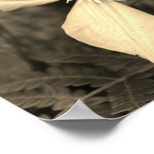 Single Clematis Flower Sepia Tint Poster (Hoek)