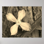 Single Clematis Flower Sepia Tint Poster (Voorkant)