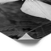 Single Clematis zwart en wit Poster (Hoek)