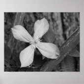 Single Clematis zwart en wit Poster (Voorkant)