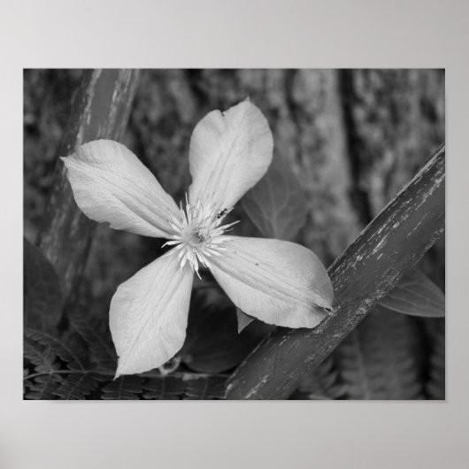 Single Clematis zwart en wit Poster (Voorkant)