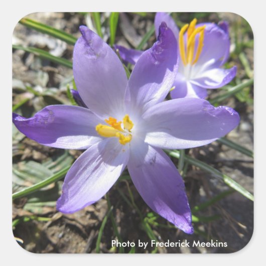 Single Crocus Vierkante Sticker (Voorkant)