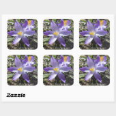 Single Crocus Vierkante Sticker (Vel)