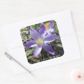 Single Crocus Vierkante Sticker (Envelop)