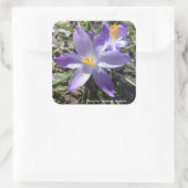 Single Crocus Vierkante Sticker (Tas)