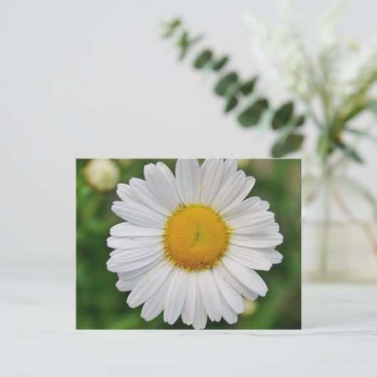 Single Daisy Flower Briefkaart (Staand voorkant)