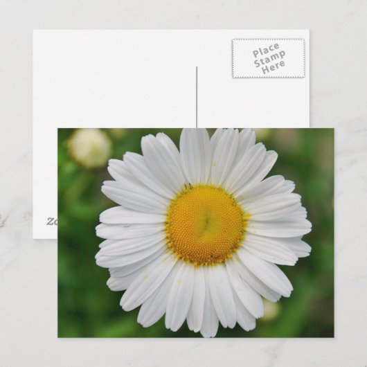 Single Daisy Flower Briefkaart (Voorkant / Achterkant)