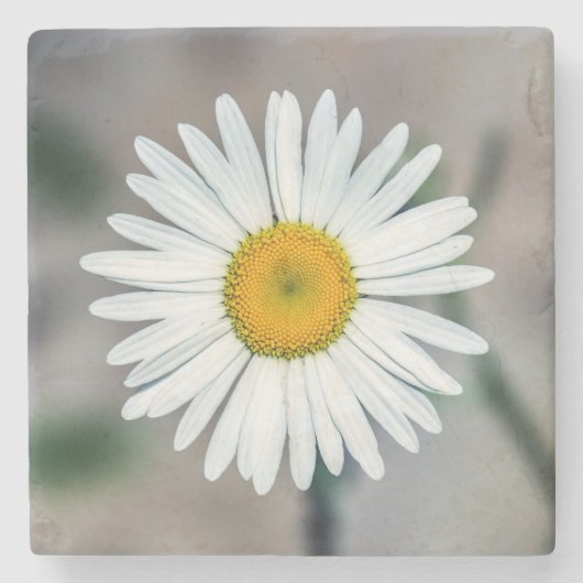 Single Daisy Stone Onderzetter (Voorkant)