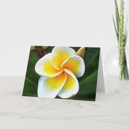 Single Frangipani Blossom Realism Art Kaart (Voorkant)