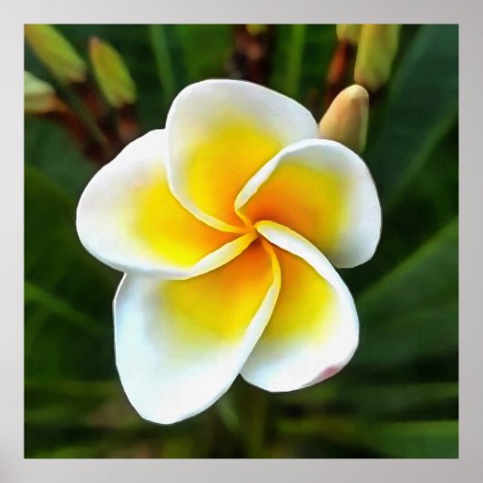Single Frangipani Blossom Realism Art Poster (Voorkant)
