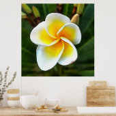 Single Frangipani Blossom Realism Art Poster (Keuken)