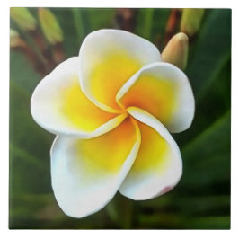 Single Frangipani Blossom Realism Art Tegeltje