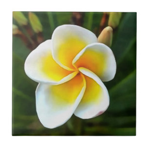 Single Frangipani Blossom Realism Art Tegeltje