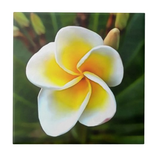 Single Frangipani Blossom Realism Art Tegeltje (Voorkant)