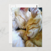 Single Kittens-Briefkaart Briefkaart (Voorkant / Achterkant)