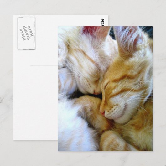 Single Kittens-Briefkaart Briefkaart (Voorkant / Achterkant)