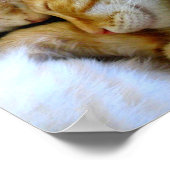 Single Kittens-Poster Poster (Hoek)