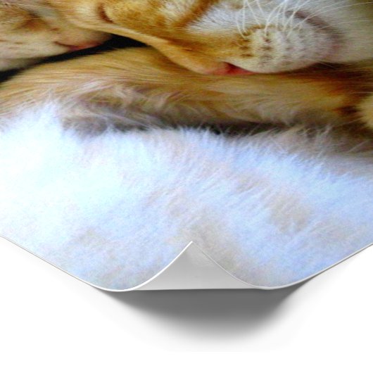 Single Kittens-Poster Poster (Hoek)