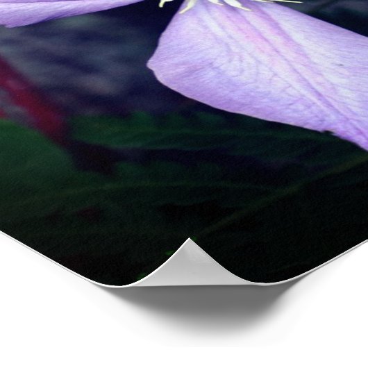 Single Lavender Clematis Flower Poster (Hoek)