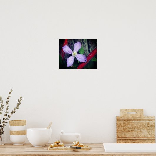Single Lavender Clematis Flower Poster (Keuken)