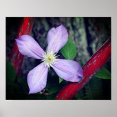 Single Lavender Clematis Flower Poster (Voorkant)