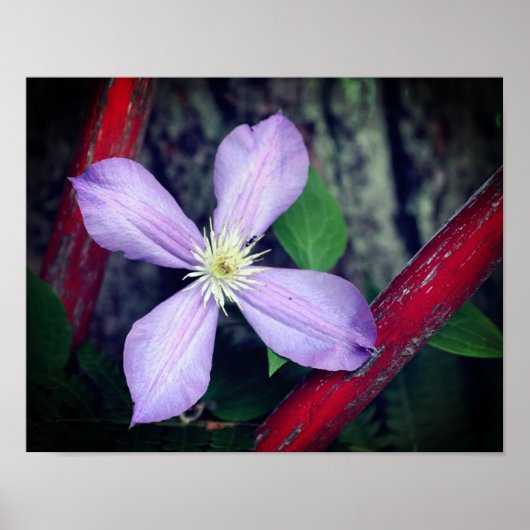 Single Lavender Clematis Flower Poster (Voorkant)