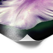 Single Paarse Tulip bloemblad Close-up 8x10 Foto Afdruk (Hoek)