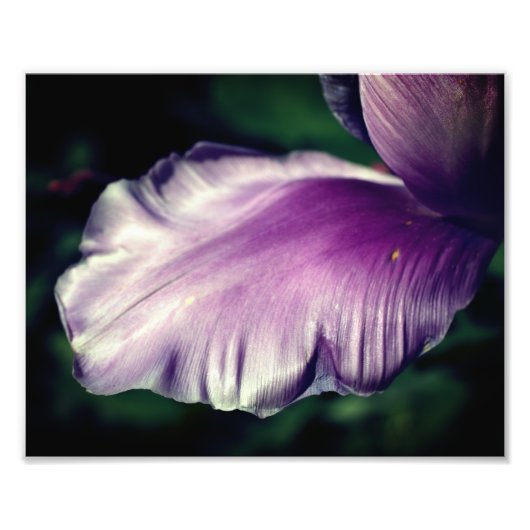 Single Paarse Tulip bloemblad Close-up 8x10 Foto Afdruk (Voorkant)