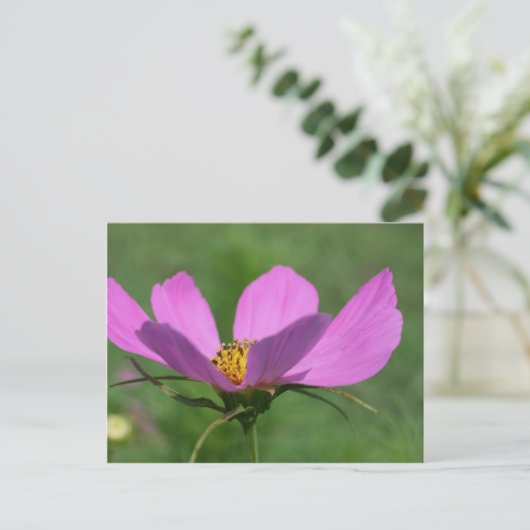 Single Pink Cosmos Flower Briefkaart (Staand voorkant)