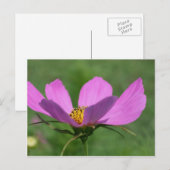 Single Pink Cosmos Flower Briefkaart (Voorkant / Achterkant)