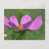 Single Pink Cosmos Flower Briefkaart (Voorkant)