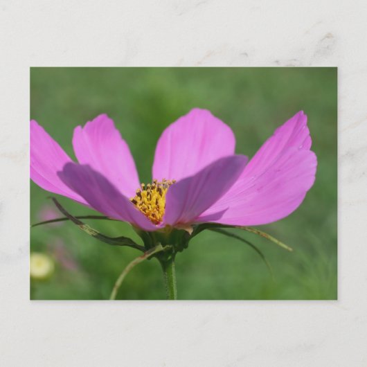 Single Pink Cosmos Flower Briefkaart (Voorkant)