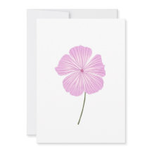 Single Pink Lavatera
