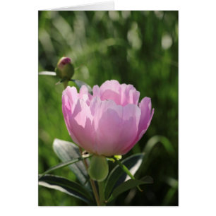 Single Pink Peony