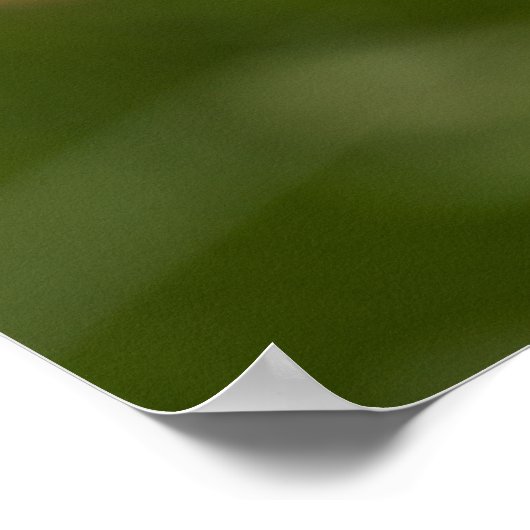 Single Pink Poppy Foto Close-up Poster (Hoek)