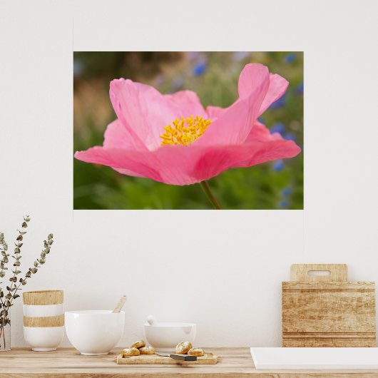 Single Pink Poppy Foto Close-up Poster (Keuken)