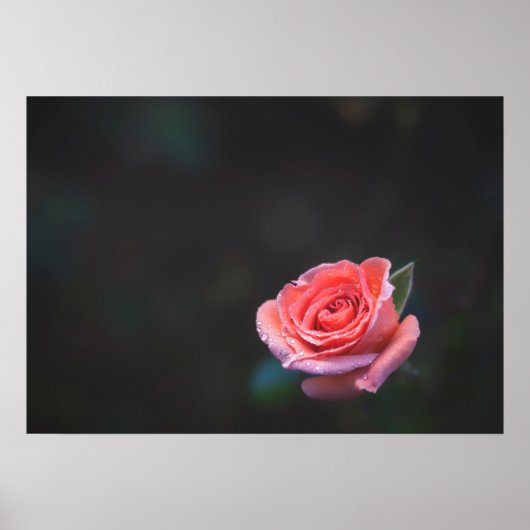 Single Pink Rose with Dew Poster (Voorkant)