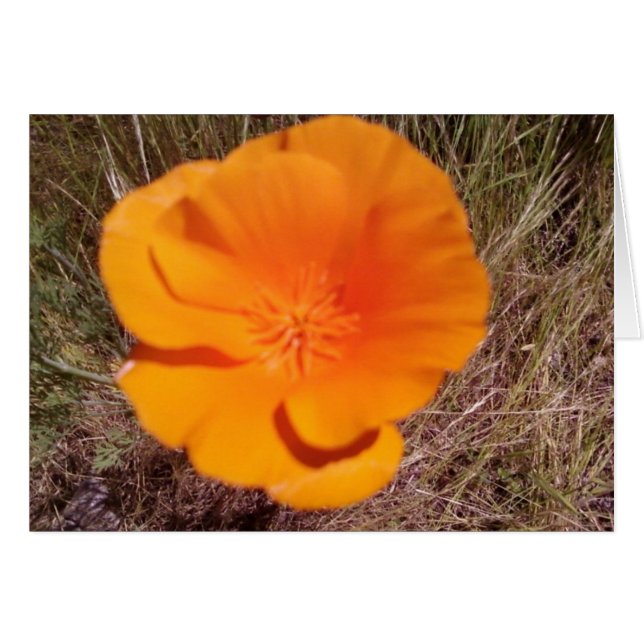Single Poppy (Voorkant Horizontaal)