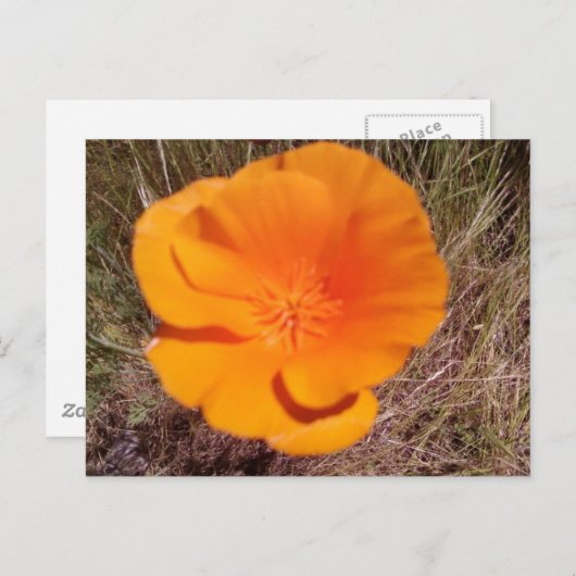 Single Poppy Briefkaart (Voorkant / Achterkant)