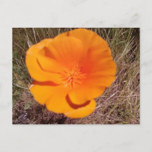 Single Poppy Briefkaart