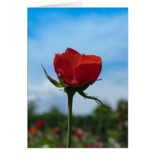 Single Red Rose en Blue Sky