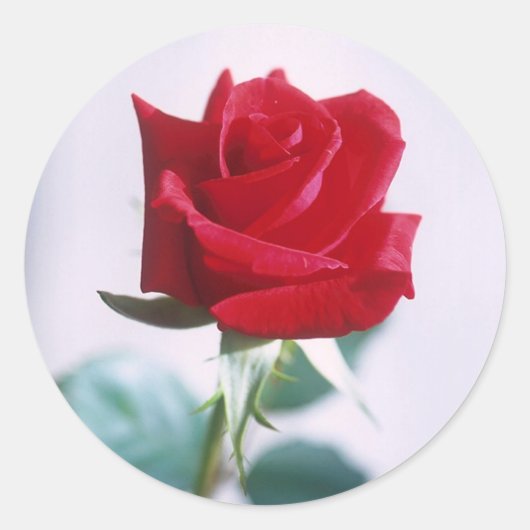 Single Red Rose Matching Stickers (Voorkant)