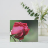 Single Red Rosebud Flower Briefkaart (Staand voorkant)